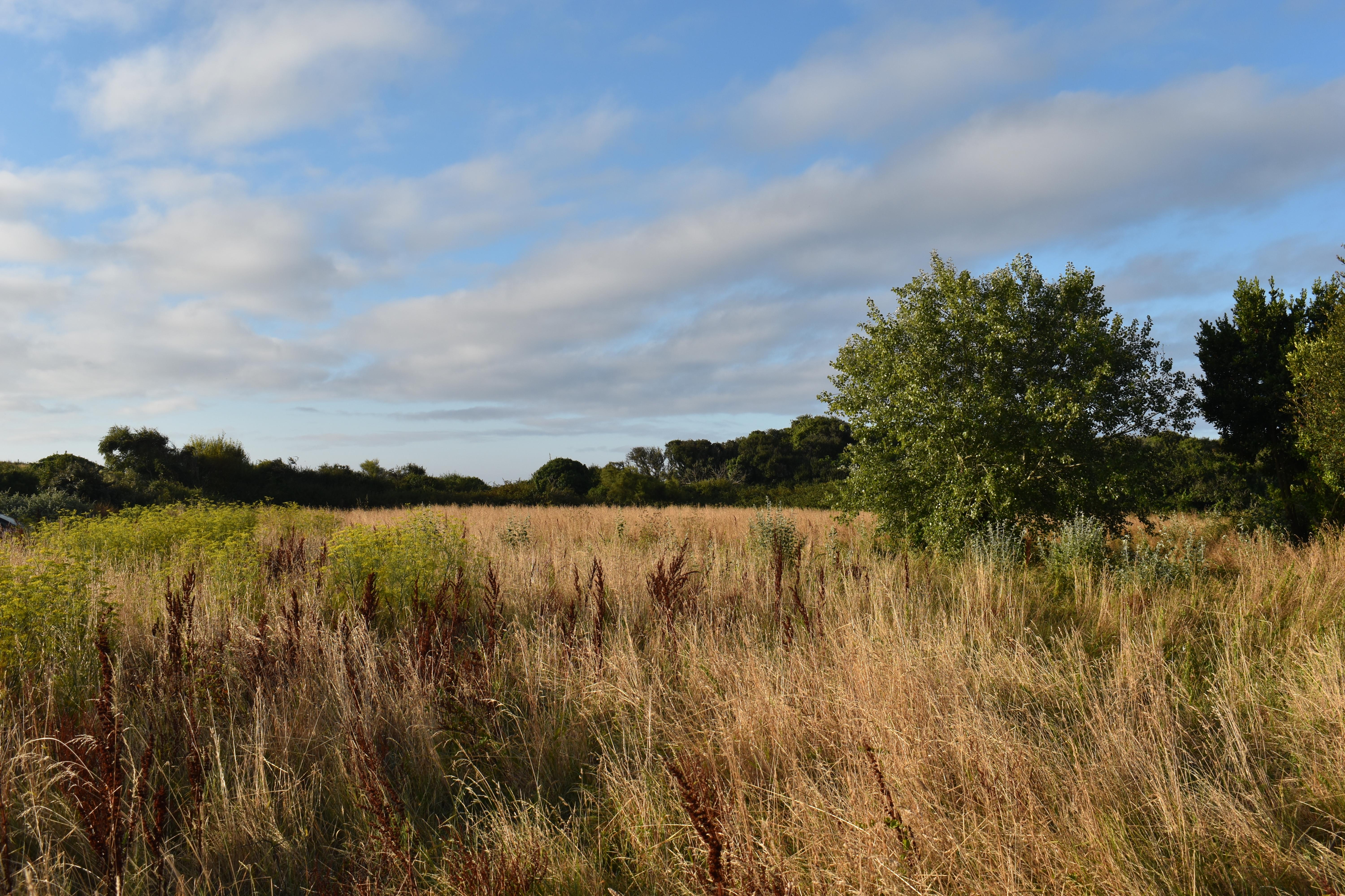 La prairie sur laquelle le lotissement est prévu lande des saisies